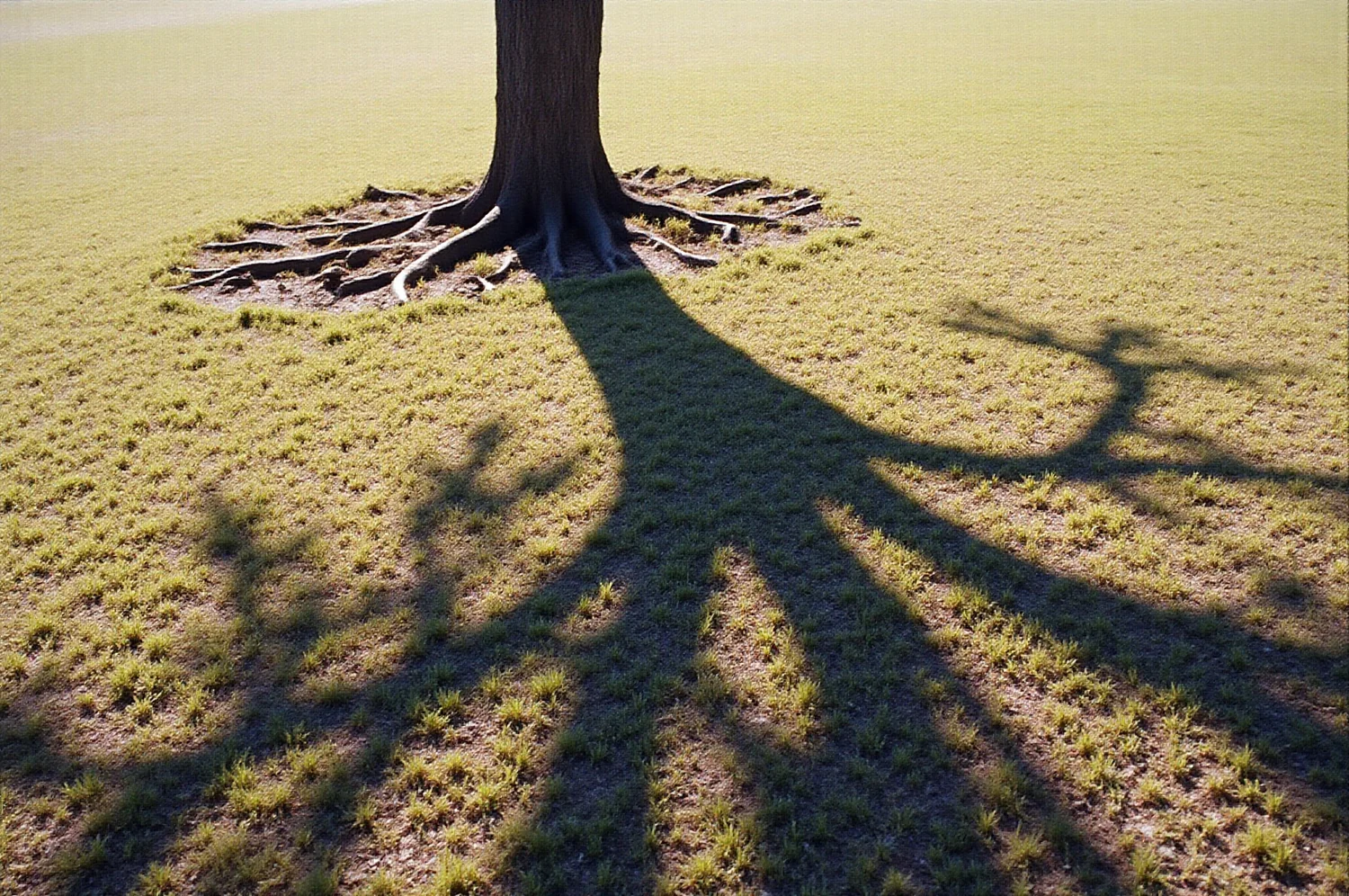 La sombra de un árbol grande sobre pasto cortado